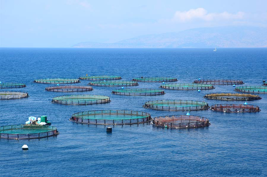 Ley antisalmoneras: “Hay que modificar la ley por los techos productivos que hemos puesto”