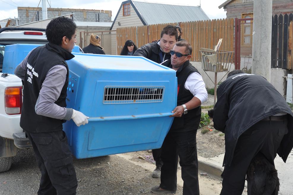 Cómo fue la intervención de Servicios Veterinarios en el rescate de los perros