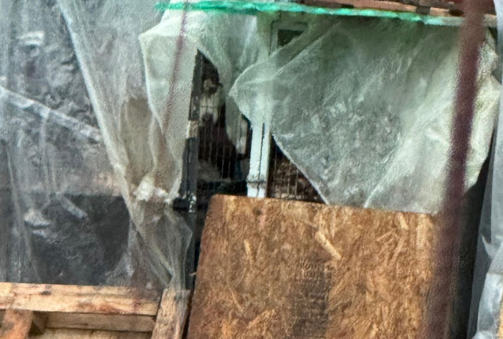 (VIDEO) Procedimiento en una vivienda donde había varios perros hacinados