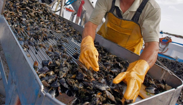 Puerto Almanza consolida su polo productivo con el cultivo de mejillones