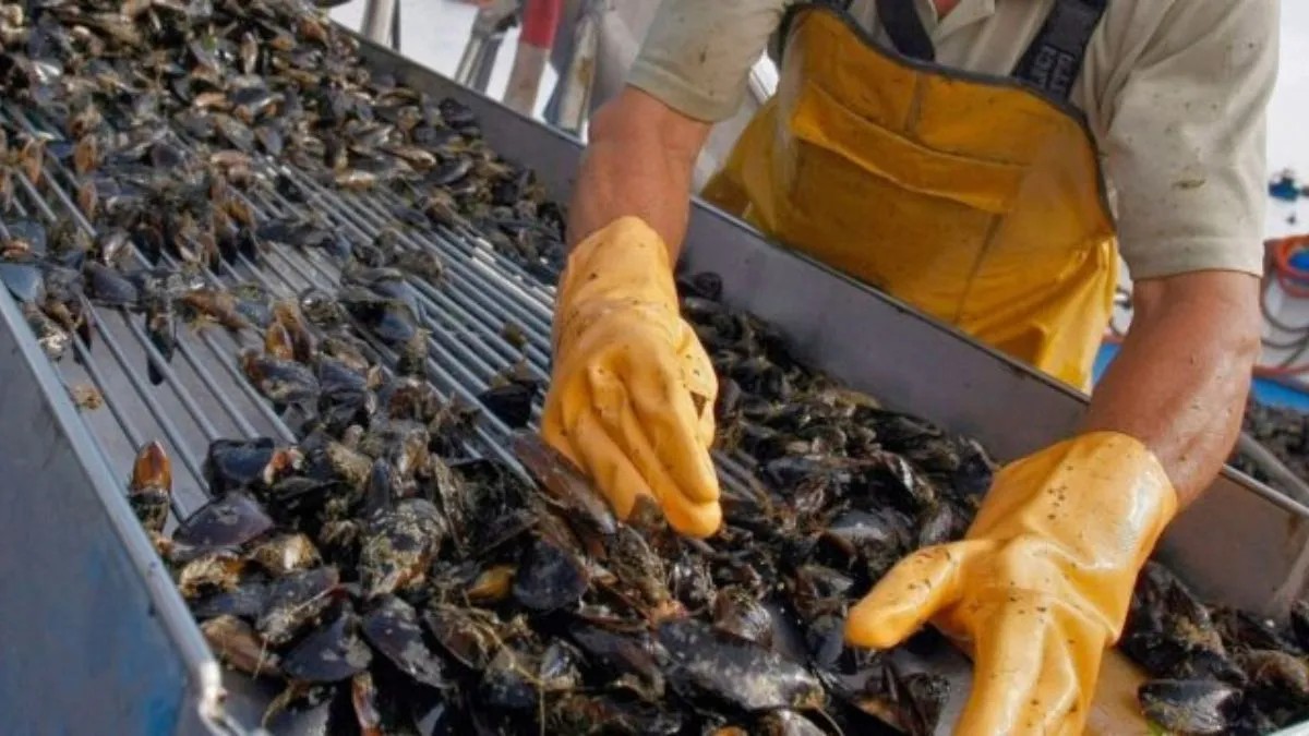 El cultivo de mejillones en Almanza: una apuesta productiva con potencial internacional